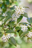 Osmanthus delavayi, Olive douce. Arbuste à feuilles persistantes. Mars. Fleur blanche.