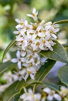 Osmanthus delavayi, Olive douce. Arbuste à feuilles persistantes. Mars. Fleur blanche.