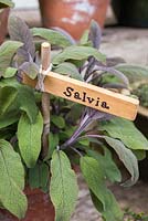Étiquette utilisée pour la Salvia.