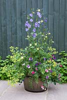Les plantes comprennent le Dianthus 'Diana Lavender Picotee', Polemonium caeruleum, Alchemilla mollis, Aquilegia, Campanula et Lathyrus odoratus
