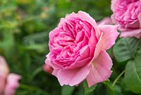 Rosa 'Princesse Alexandra de Kent' - Rose anglaise