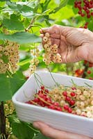 Récolte des fruits de Ribes rubrum 'Jonkheer van Tets' et Ribes rubrum 'Versailles'