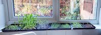Microgreens sur votre rebord de fenêtre: chrysanthème guirlande, pois, chou, moutarde, cresson, chrysanthème guirlande et bette à carde.