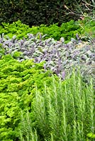 Plantation d'herbes ornementales dans un parterre de fleurs devant une haie d'if avec Persil - Persil 'Champion', Romarin - Rosmarinus officinalis et Sauge - Salvia officinalis Purpurea. Août, Surrey