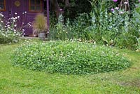 Création d'un monticule de trèfle - Monticule circulaire de trèfle laissé derrière après la tonte. Cela garantit que les insectes et les abeilles reviennent dans votre jardin pour visiter le trèfle en fleurs.