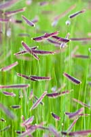 Bouteloua gracilis syn. Chondrosum gracile, Gramma Blue Grass