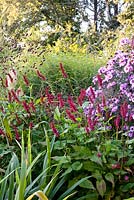 Parterre d'automne avec Persicaria amplexicaulis 'Firetail', Aster novae-angliae 'Lye End Beauty', Sanguisorba officinalis 'Red Thunder'