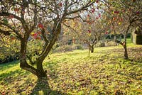 Pommes tombées dans un vieux verger en automne.