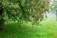 Pommes sauvages, dans le verger inférieur, Highgrove Garden, septembre 2013. Les pommes dans le verger sont entièrement biologiques.