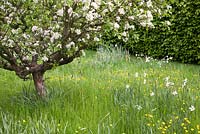 Jardin de printemps sauvage avec Narcisse, renoncules et fleur