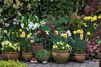 Un pot de printemps avec Narcisse 'Derringer', 'Orangerie' et 'Silver Chimes', avec Liriope, muscari, alto et Lamprocapnos spectabilis derrière.