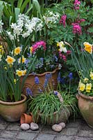 Un étalage de printemps avec Narcisse 'Derringer', 'Orangerie' et 'Silver Chimes', Liriope muscari, alto avec Lamprocapnos spectabilis derrière.