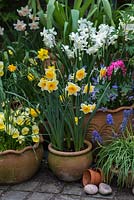 Un pot de printemps avec Narcissus 'Derringer' et 'Silver Chimes', Liriope muscari, alto avec Lamprocapnos spectabilis derrière.