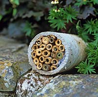 Maison d'abeille maison. Une longueur de pipe contenant des morceaux de bambou sciés, un refuge pour les abeilles et autres insectes.
