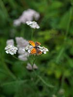 Petit papillon cuivré - Lycaena phlaeas est un visiteur fréquent des jardins de campagne et des prairies accidentées, à la recherche de fleurs comme l'achillée millefeuille - Achillea millefolium