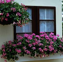 Boîte de fenêtre à fleurs roses assortie et panier suspendu de panthère rose fuchsia, mini cascade Cascade de lierre et Pelargonium Occold Profusion.