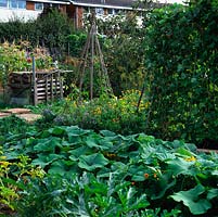 Dans les villes, les jardins familiaux sont essentiels pour les jardiniers passionnés qui ne possèdent pas de jardin. Parterre de courgettes par des haricots sur des cannes. Tas de compost près de souci et wigwam rond d'échium.