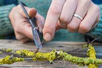 Fixer le Prunus avec des boutures de lichen ensemble à l'aide d'une ficelle fine.