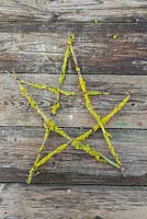 Une étoile festive faite de Prunus avec des boutures de lichen.