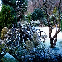 La neige recouvre la pelouse, saupoudrée sur le parterre de l'île à feuilles persistantes de laurier, de fougère, de graminées, d'euonymus, de houx, de phormium et de lonicera. À droite: tiges nues de vieux lilas.