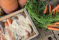 Stockage des légumes-racines - Deux types différents de carottes stockées dans le sable, dans une caisse en bois