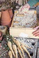 Conservation des légumes-racines - Les panais sont recouverts de sciure et stockés dans une caisse en bois