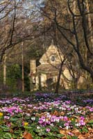 Le jardin de Highgrove. 12 mars 2014, Cyclamen coum dans l'Arboretum