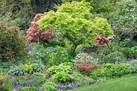 Parterre de printemps avec Acer palmatum 'Aureum' à Foggy Bottom, les jardins de Bressingham, Royaume-Uni. Mai.