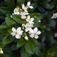 Choisya ternata, fleur d'oranger du Mexique, un arbuste à feuilles persistantes avec des feuilles vert foncé et des fleurs blanches parfumées au printemps et à nouveau en automne.