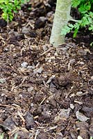 Compost de champignons utilisé comme paillis
