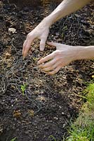 Des semis de haricots verts juste plantés étant recouverts de grillage pour se protéger des animaux