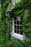Fenêtre de chalet avec pyracantha et clematis montana formés autour d'elle. The Crossing House, Shepreth, Cambridge