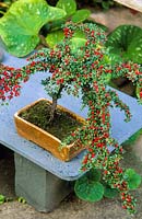 Bonsaï cultivé à la maison Cotoneaster horizontalis arbre avec des baies. Mai