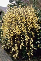 Salix caprea 'Pendula' Saule de Kilmarnock. Chatons au pollen. Mars