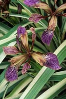 Iris foetidissima 'Variegata '. Fleurs et feuillage. Juillet