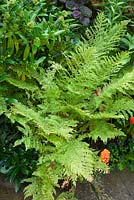 Athyrium filix-femina 'Clarissima Jones' avec Skimmia x confusa 'Kew Green '. Coccinelle ou coccinelle commune