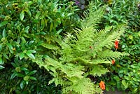 Athyrium filix-femina 'Clarissima Jones' avec Skimmia x confusa 'Kew Green '. Coccinelle ou coccinelle commune