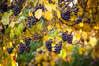 Vitis vinifera 'Incana' - Vigne Dusty Miller poussant sur un poirier en couleur d'automne.