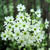 Clematis Early Sensation, blanc crème à fleurs multiples. Fleurs au début du printemps.