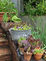 Oignons, thym, alto et laitue en pots par étapes. Alys Fowler's 18m x 6m, jardin bio. Productif et joli, un mélange de fruits, d'herbes, de fleurs et de légumes prospère.