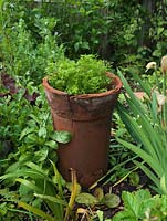 Les carottes poussent dans un grand pot de cheminée en parterre d'iris, de heuchera, de haricots, de fraise, de laitue. Le jardin d'Alys Fowler 18m x 6m, bio, productif et joli.