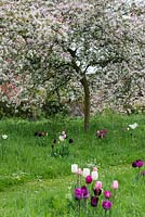 Malus floribunda, fleur sauvage du Japon, pomme sauvage au printemps