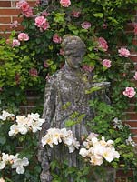 Statue flanquée de Rosa 'Sally Holmes '. Derrière le mur, rose' Mdme Gregoire Staechelin '.