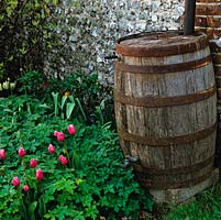 Vieux tonneau en bois utilisé comme talus d'eau sur le bord du parterre de fleurs de Tulipa 'Bellflowers' au-dessus de géranium rustique.