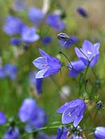 Campanula rotundifolia, une plante vivace portant un signe de tête, bleu, fleurs en forme de cloche en été