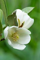 Magnolia laevifolia 'Mini Mouse' - anciennement Michelia yunnanensis