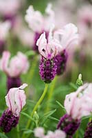 Lavandula stoechas subsp. stoechas 'With Love', fleur de lavande française en juillet