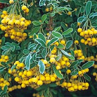 Pyracantha 'Soleil dOr', arbuste épineux à feuilles persistantes avec des feuilles brillantes, de petites fleurs blanches au début de l'été et des baies jaune orangé en automne et en hiver. Gel.