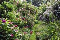 Chemin menant à la roseraie, Rosa 'Ispahan', Rosa gallica 'Officinalis' - La rose de l'apothicaire, rosiers grimpants, mélange de géranium