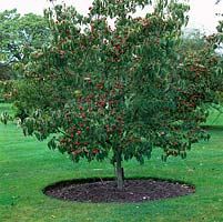 Cornus kousa var. chinensis, arbre à feuilles caduques à feuilles vert foncé à fruits charnus rouges
